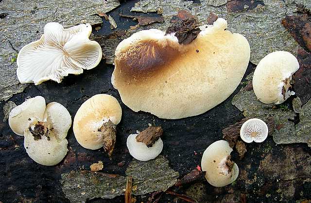 2005 :  Un anno di funghi